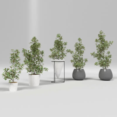 Ficus Triangularis Variegata Interior Plants Set