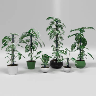 Monstera Adansonii Interior Plants Set