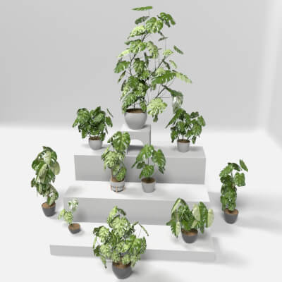 Monstera Deliciosa Borsigiana Interior Plants Set