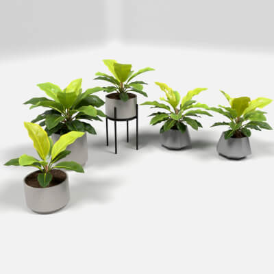 Philodendron Moonlight Interior Plants Set