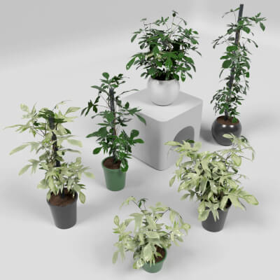Philodendron Pedatum Florida Interior Plants Set