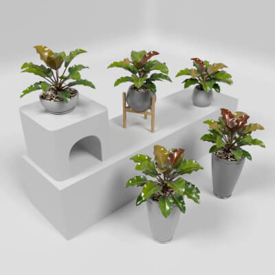 Philodendron Rojo Congo Interior Plants Set