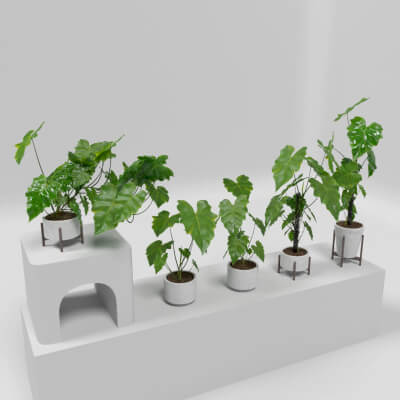 Philodendron Subincisum Interior Plants Set
