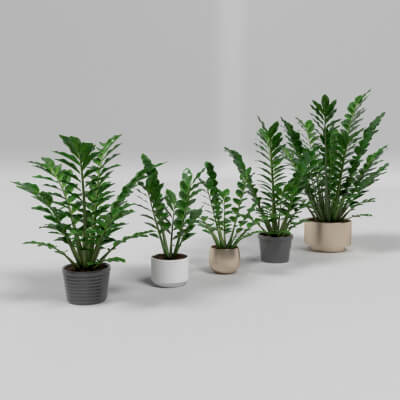 Zamioculcas Zamifolia Interior Plants Set