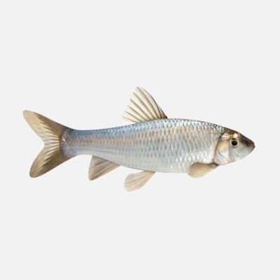 Fish Chub Model by Javidan