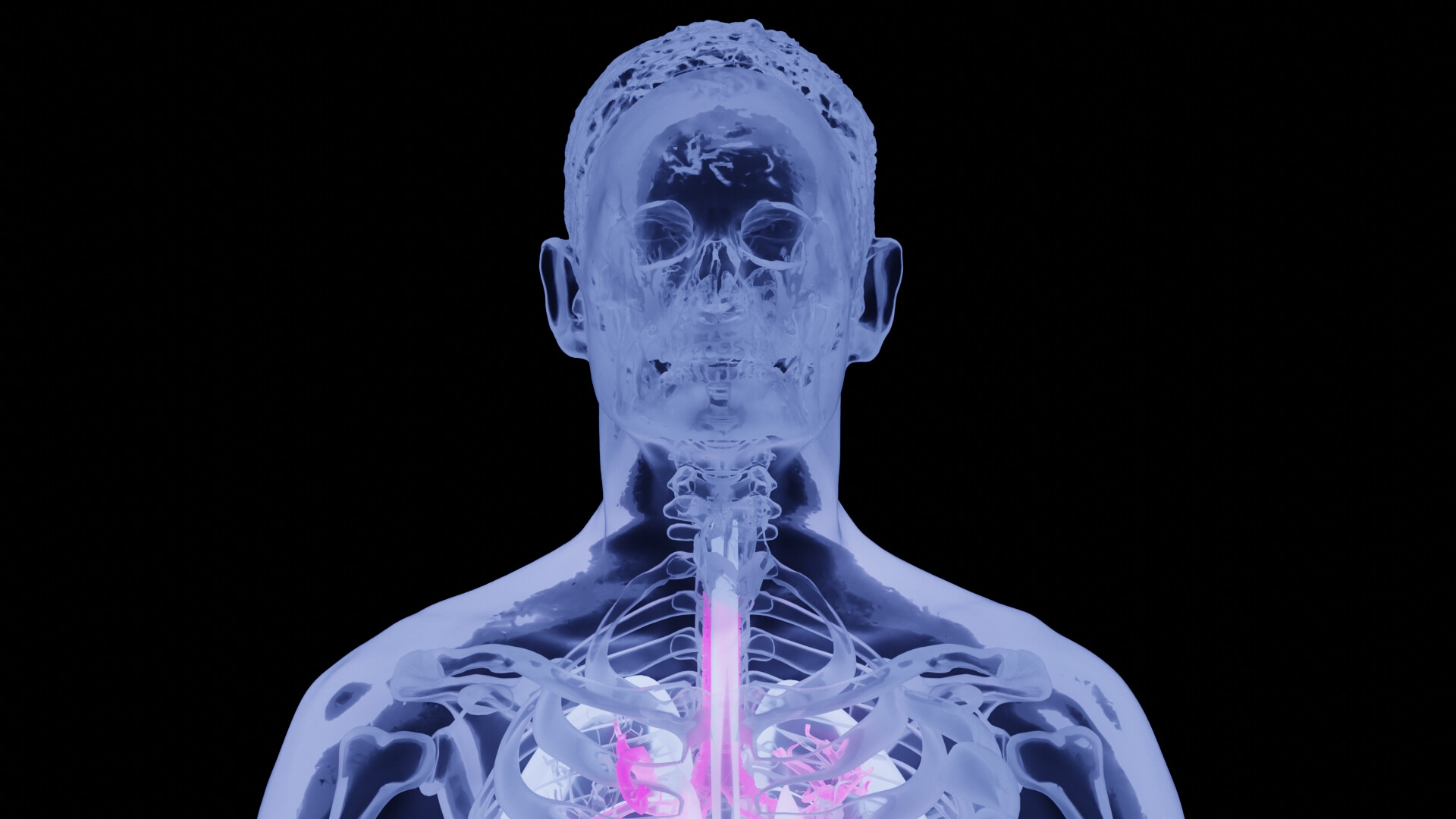 Human Anatomy X-Ray Blender 3D by JIEXI