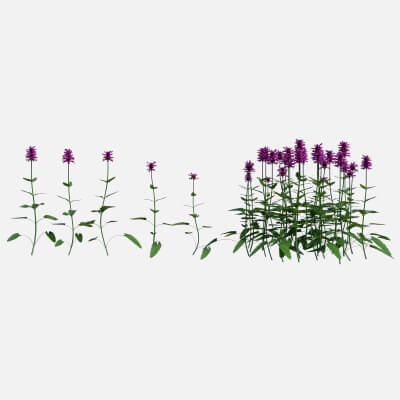 Betony Flower Pack