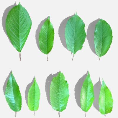 Cherry Leaves