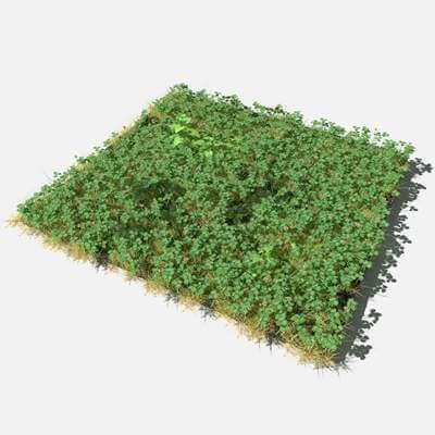 Clover Meadow Patch
