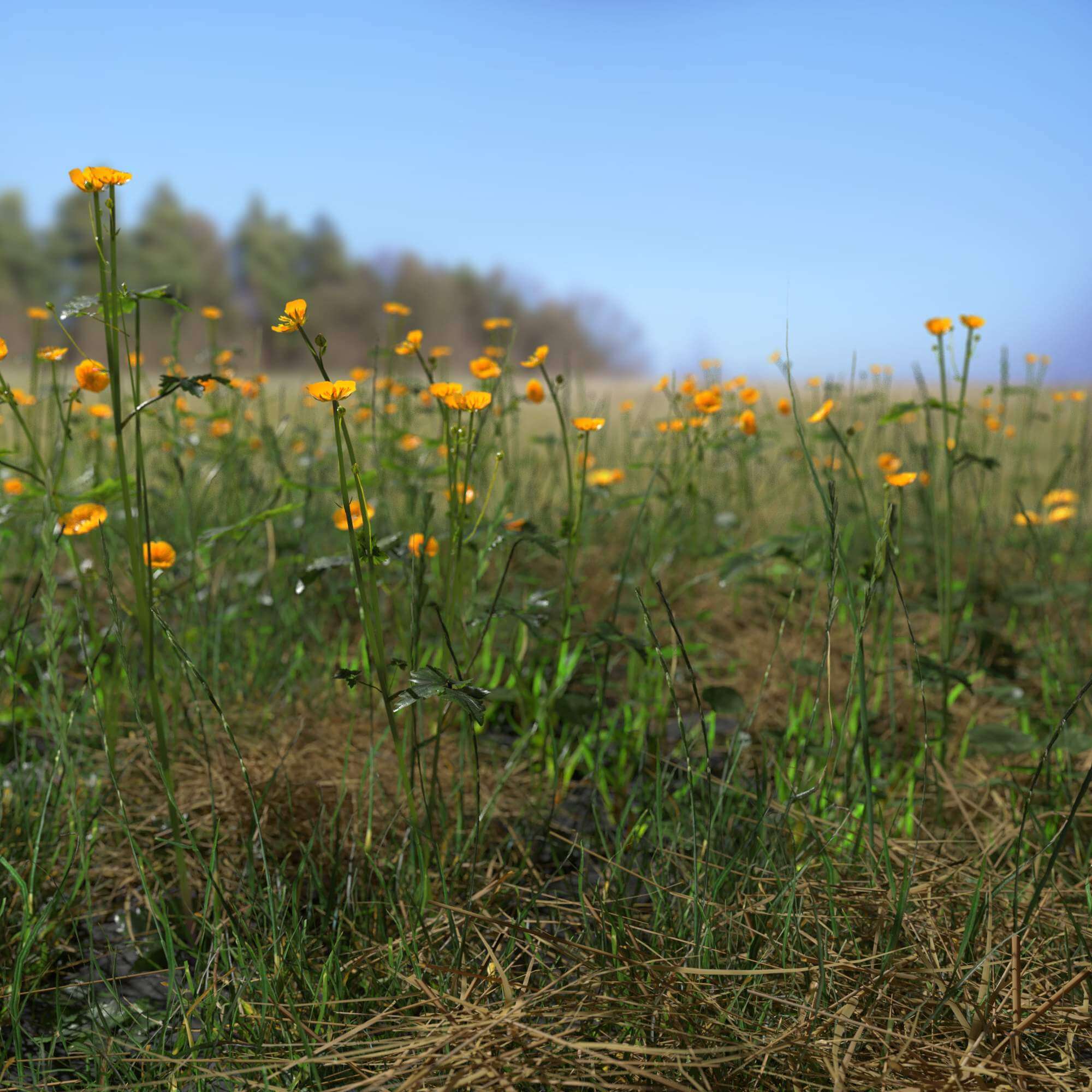 Creeping Buttercup Flower Meadow Patch - 3D Model by kambur