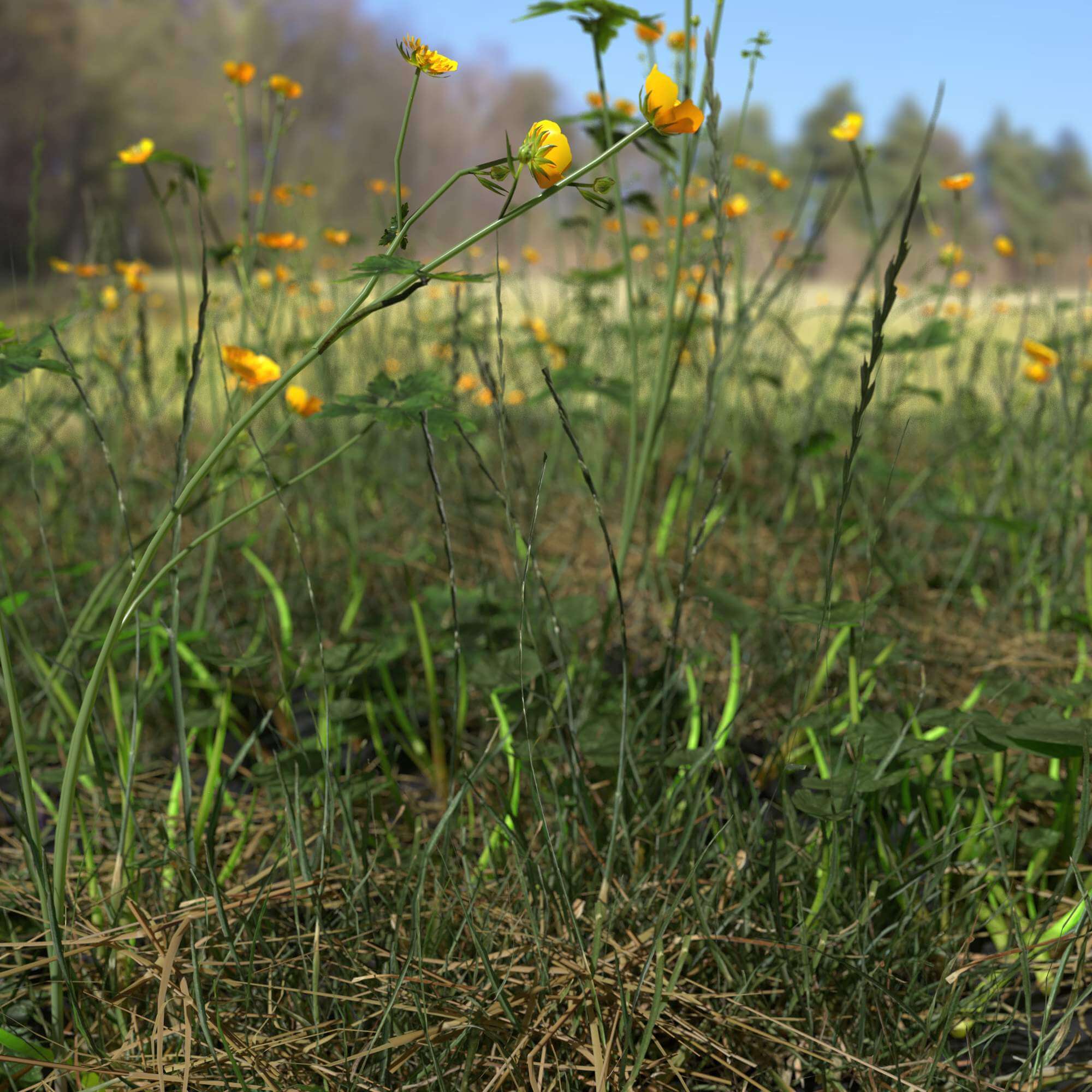 Creeping Buttercup Flower Meadow Patch - 3D Model by kambur