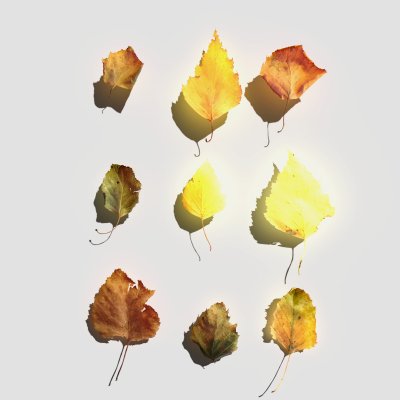 Dry Birch Leaves Pack