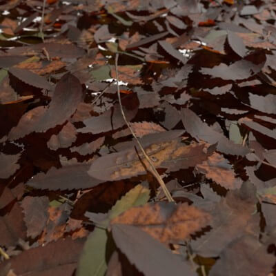 Dry Mountain Ash Leaves Pack