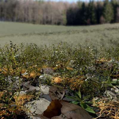 Knotweed Meadow Patch