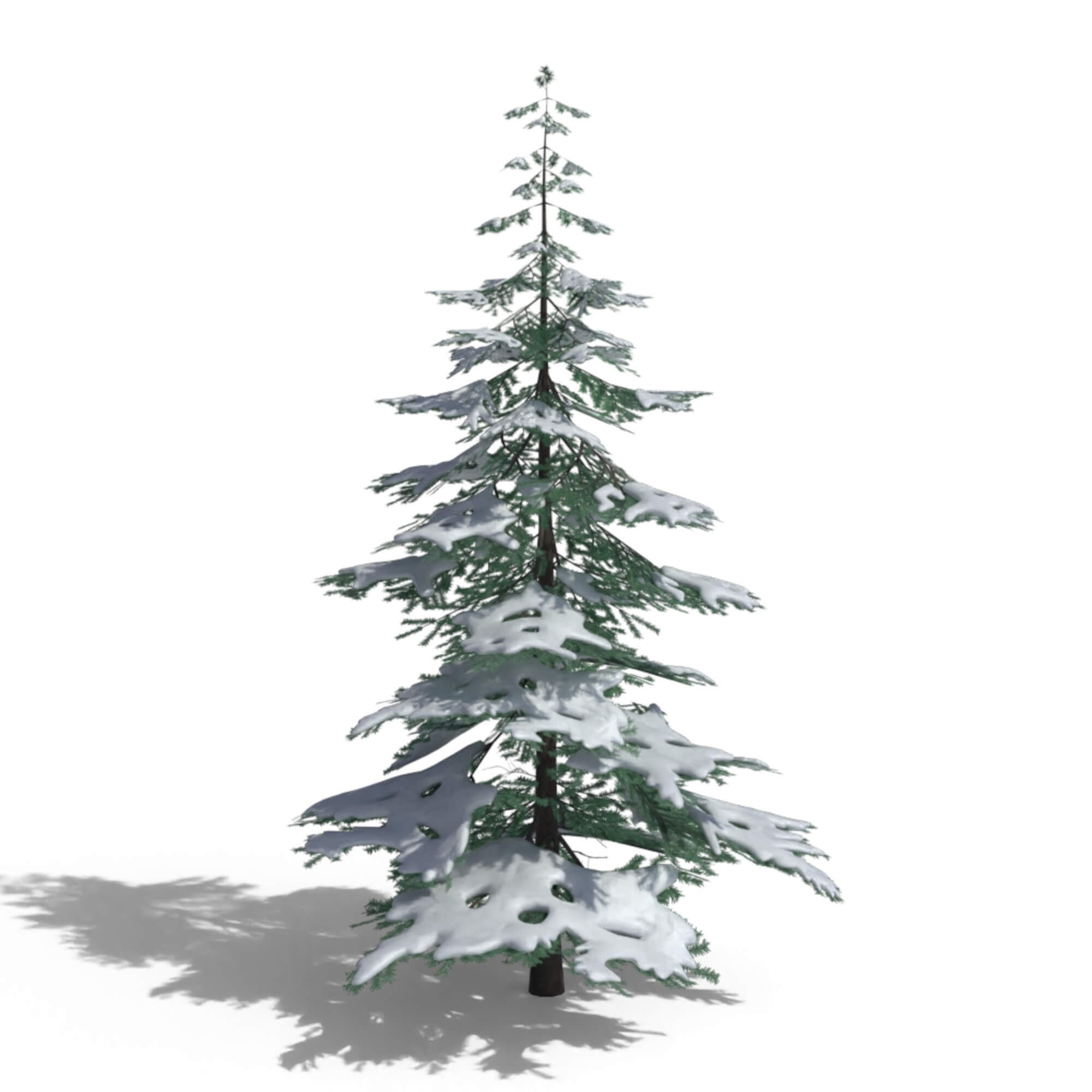 Low Poly Snowy Spruce Tree Pack - 3D Model by kambur