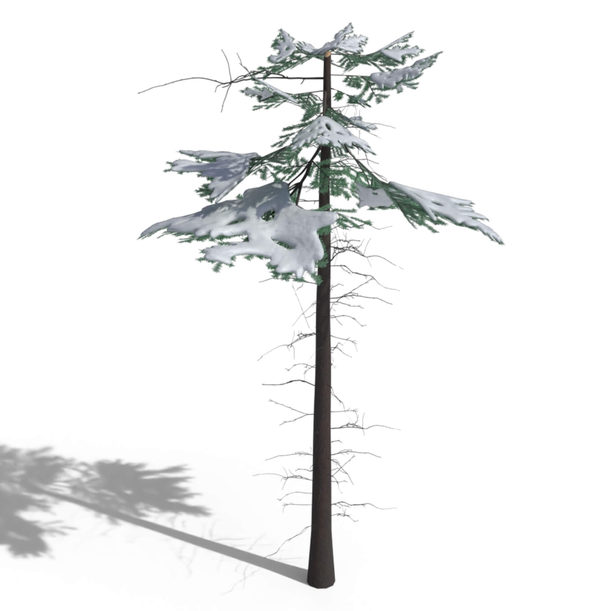 Low Poly Snowy Spruce Tree Pack - 3D Model by kambur
