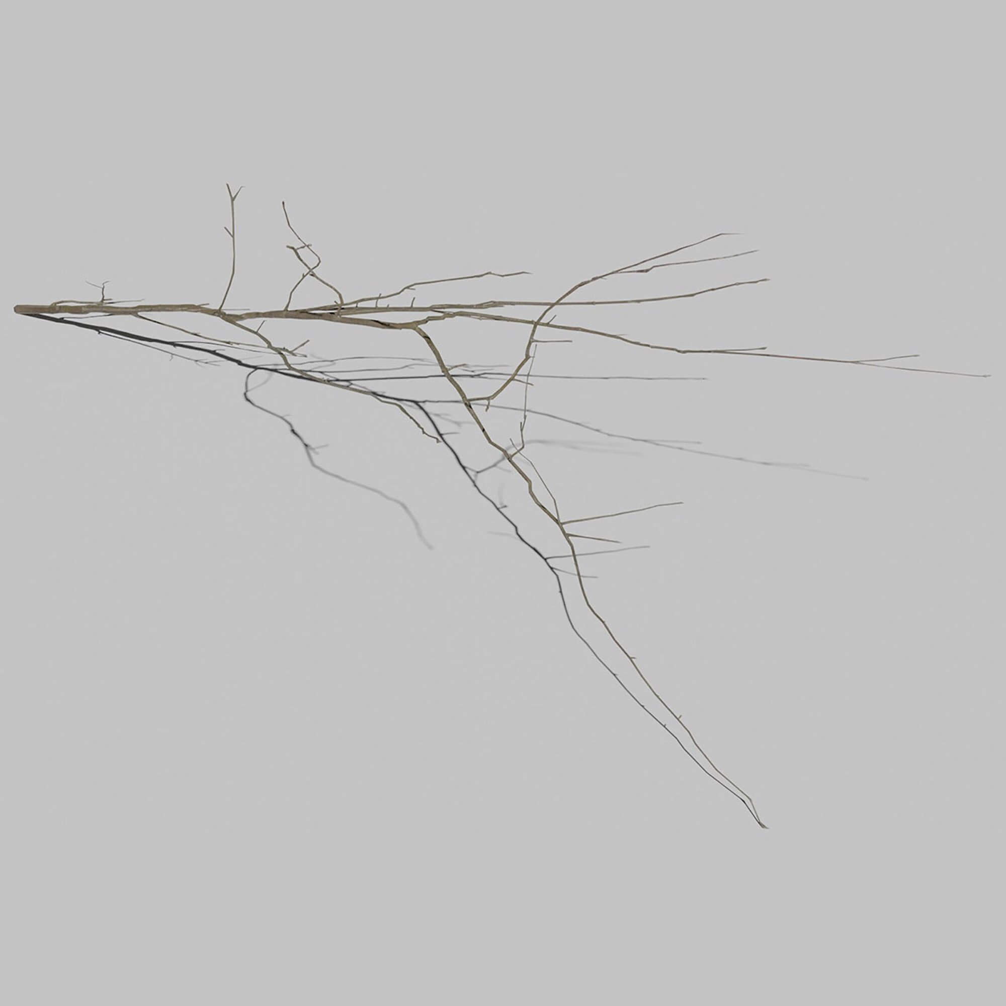 Mountain Ash Branch 3D Model by kambur