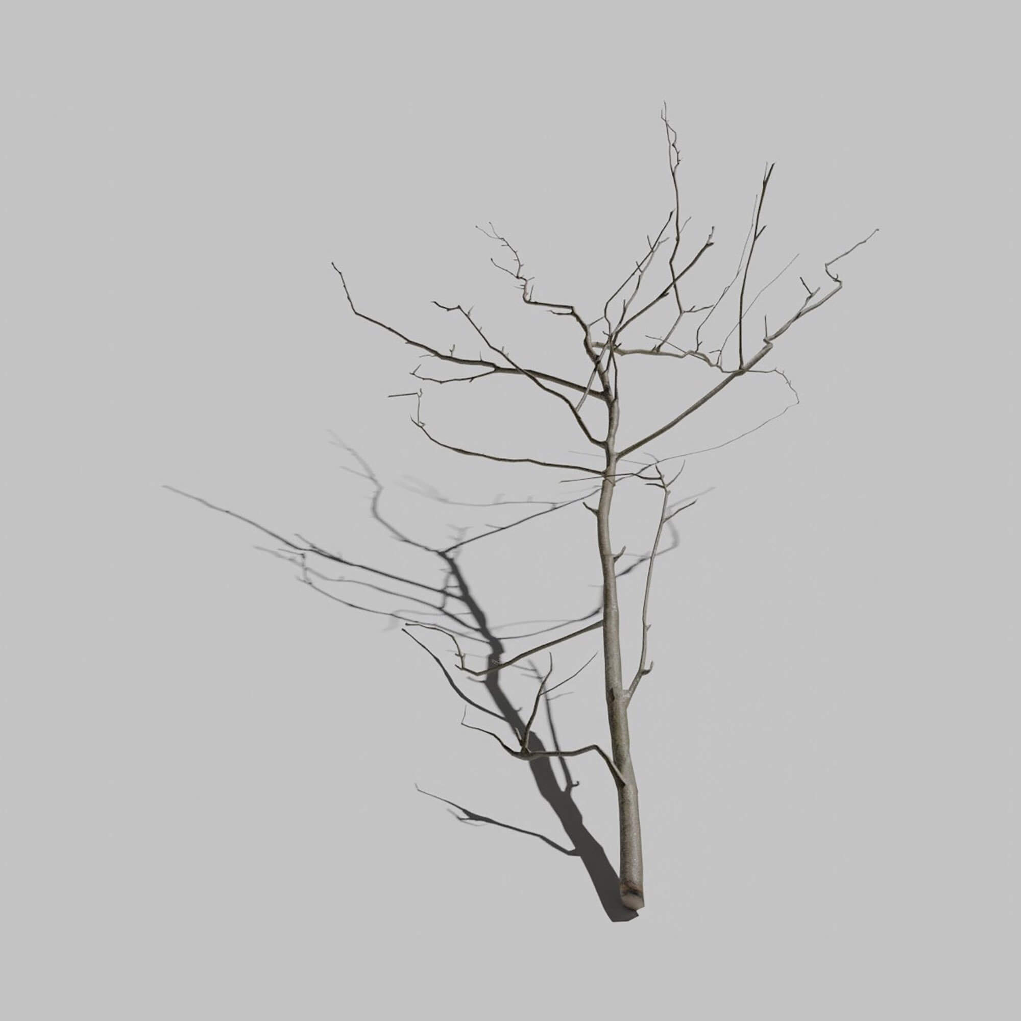 Mountain Ash Branch 3D Model by kambur