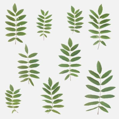 Mountain Ash Leaves Pack