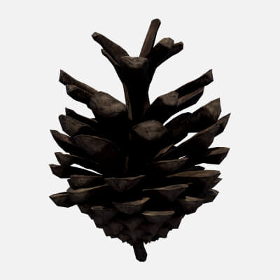 Opened Pine Cone