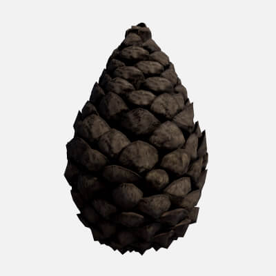 Pine Cone Closed