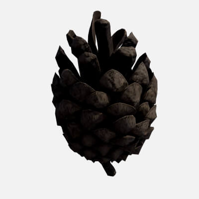 Pine Cone Half Open