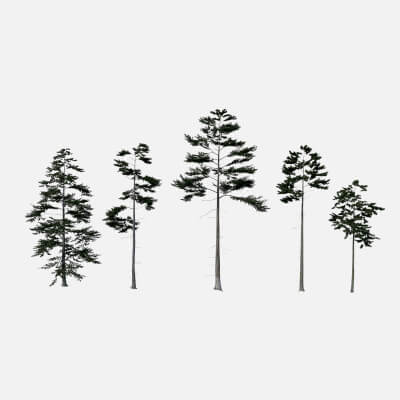 Scanned Spruce Pack