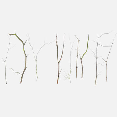 Spruce Twigs