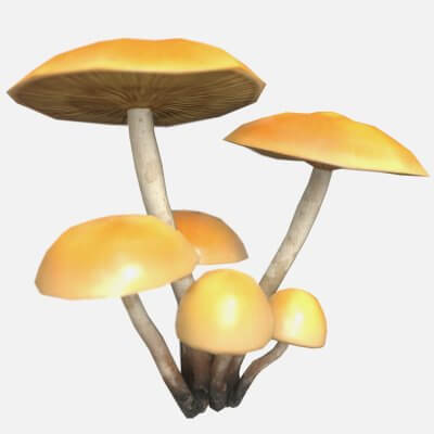 Funeral Bell Mushroom