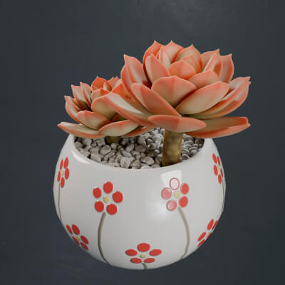 Flower in a Pot