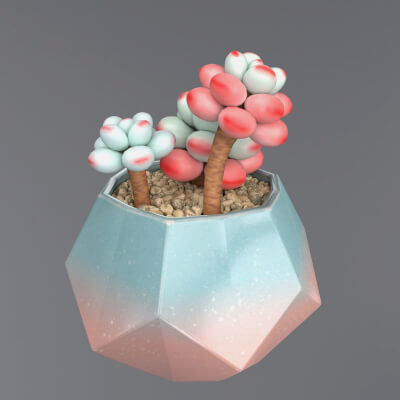 Flower in a Pot Succulent