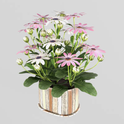 Osteospermum Flower in a Pot