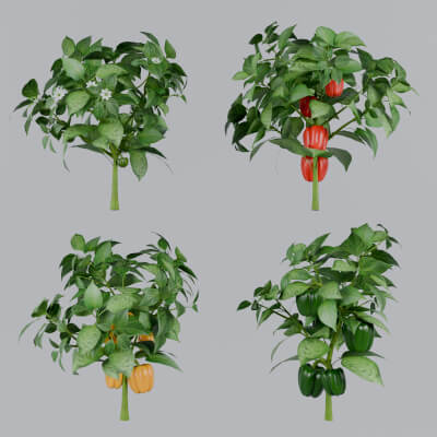 Four types of pepper bushes