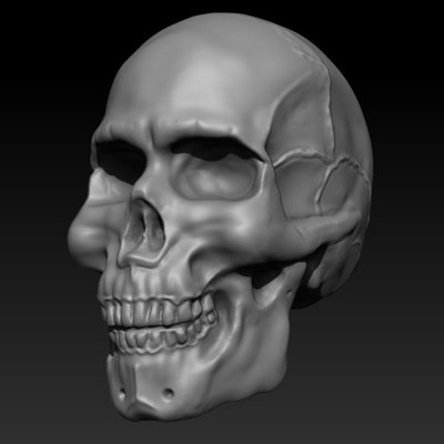 Skull Anatomy