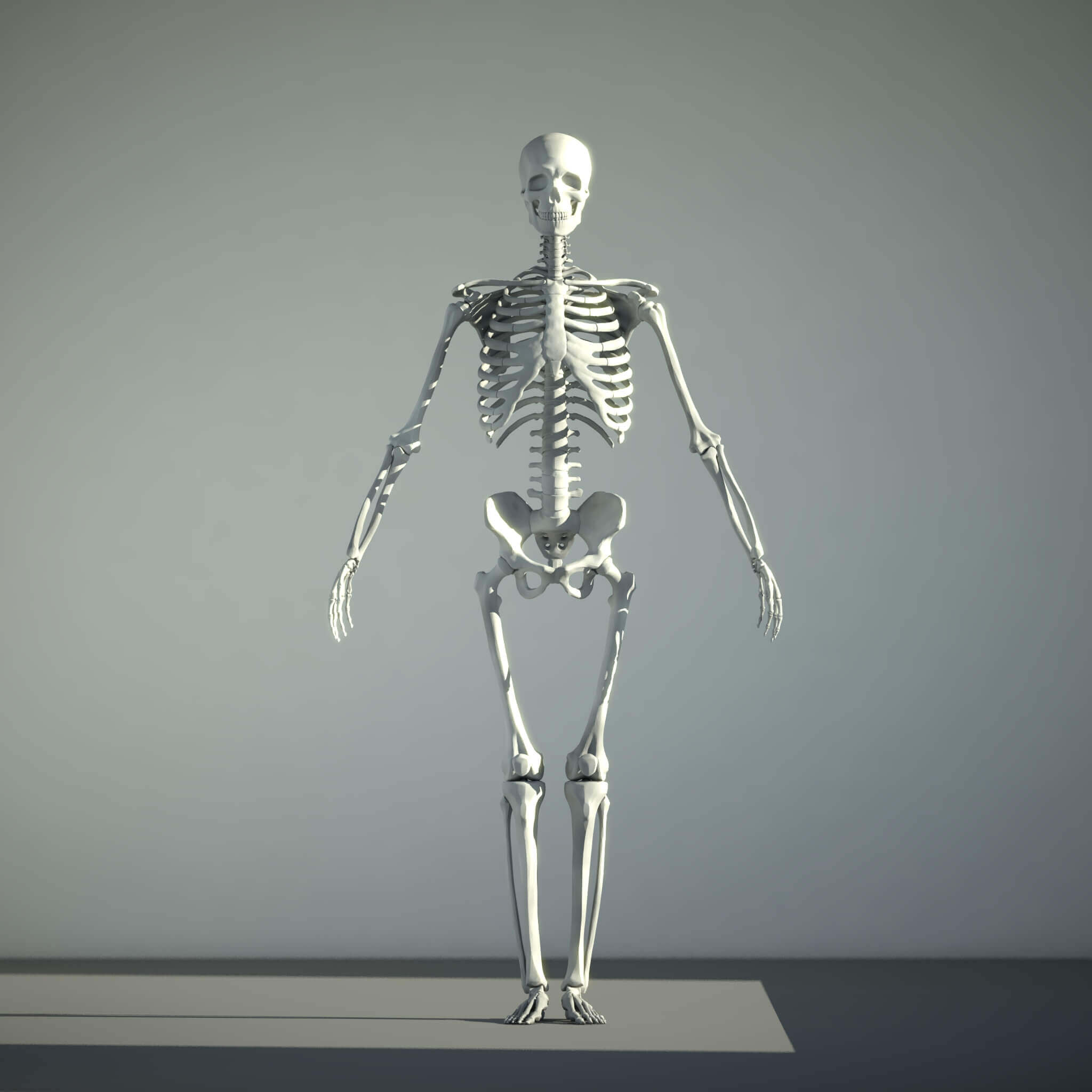 Skelett 3D Modell 3d Model Skeleton Rigged