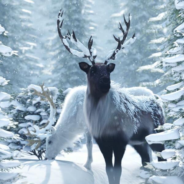 Reindeers