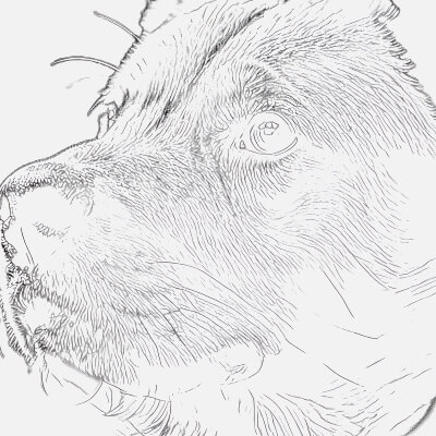 Creating a Realistic Dog Pencil Sketch Drawing & Sketch