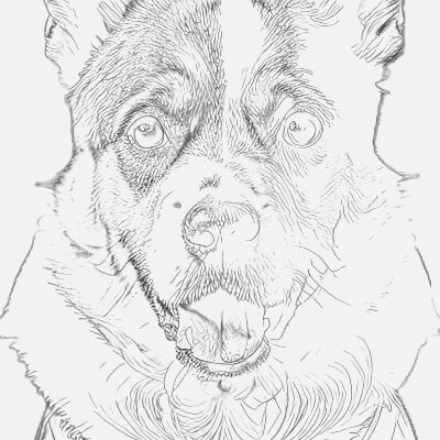 German Shepherd Line Sketch Pencil Sketch Drawing Sketch