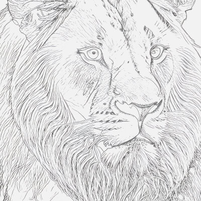 Majestic Lion Sketch Showcasing Strength Royalty