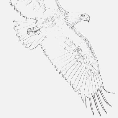 Powerful Eagle Sketch Capturing Majestic Wings