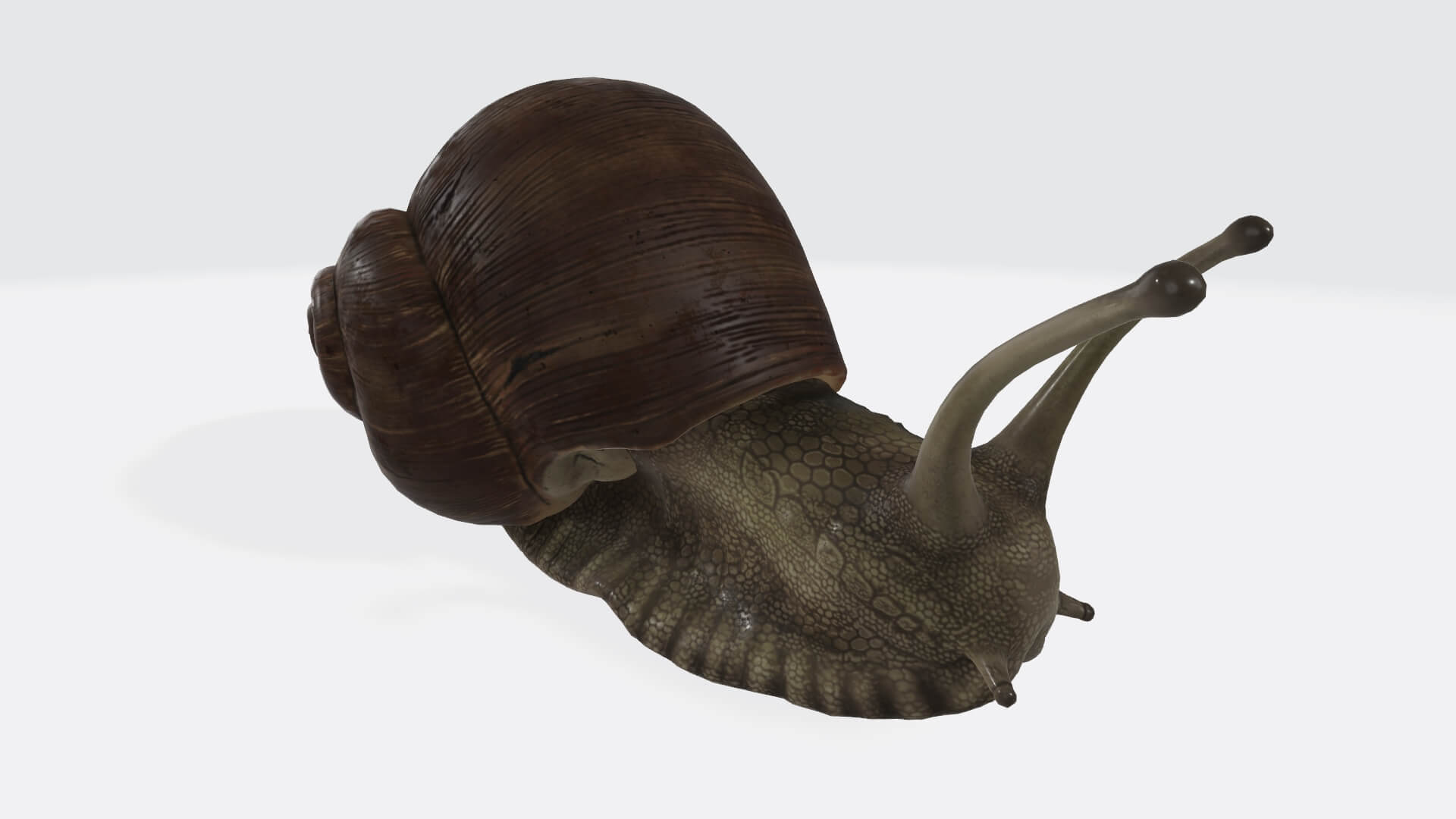 Sluggish Snail - 3D Model by LisaHenniga