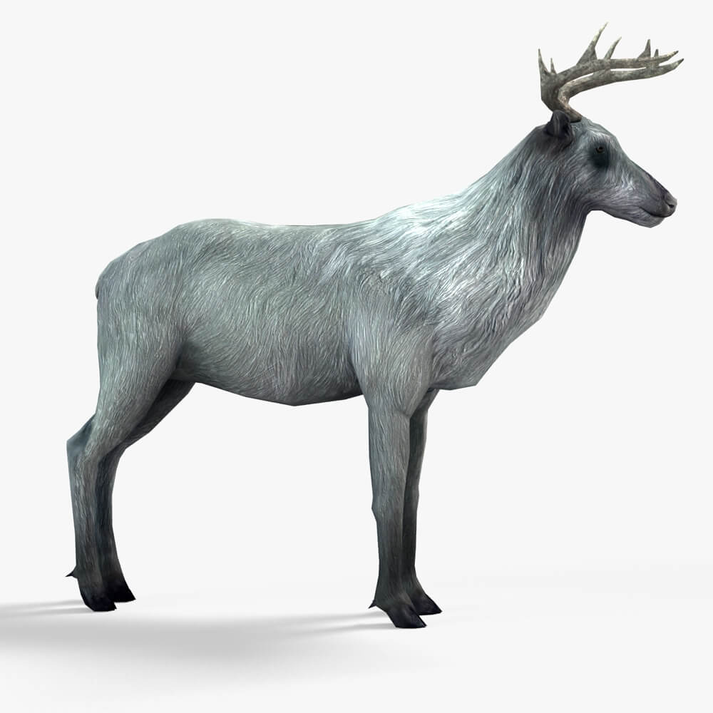 reindeer vs elk