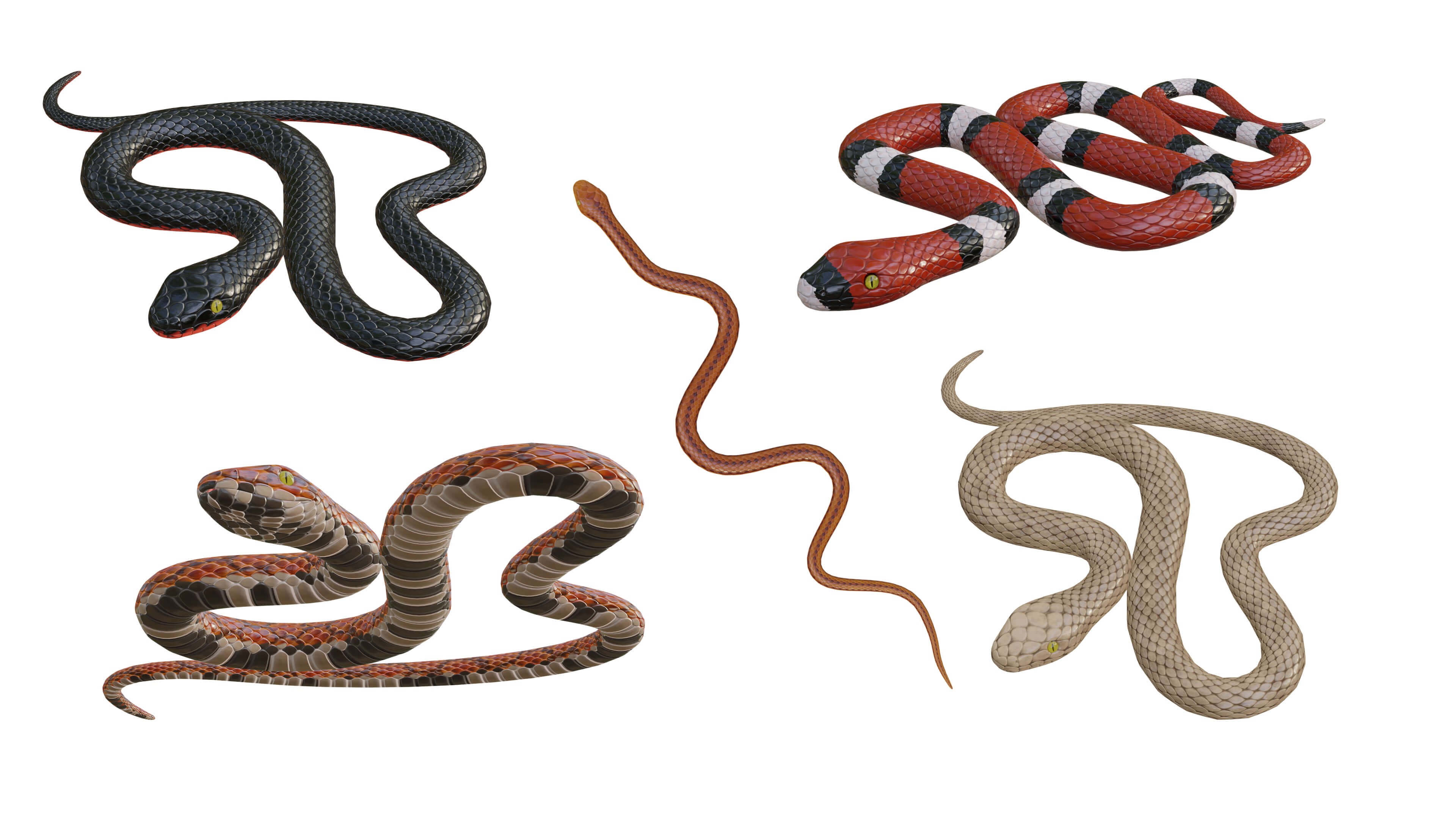 Snake Procedural - 3D Model by ludmi