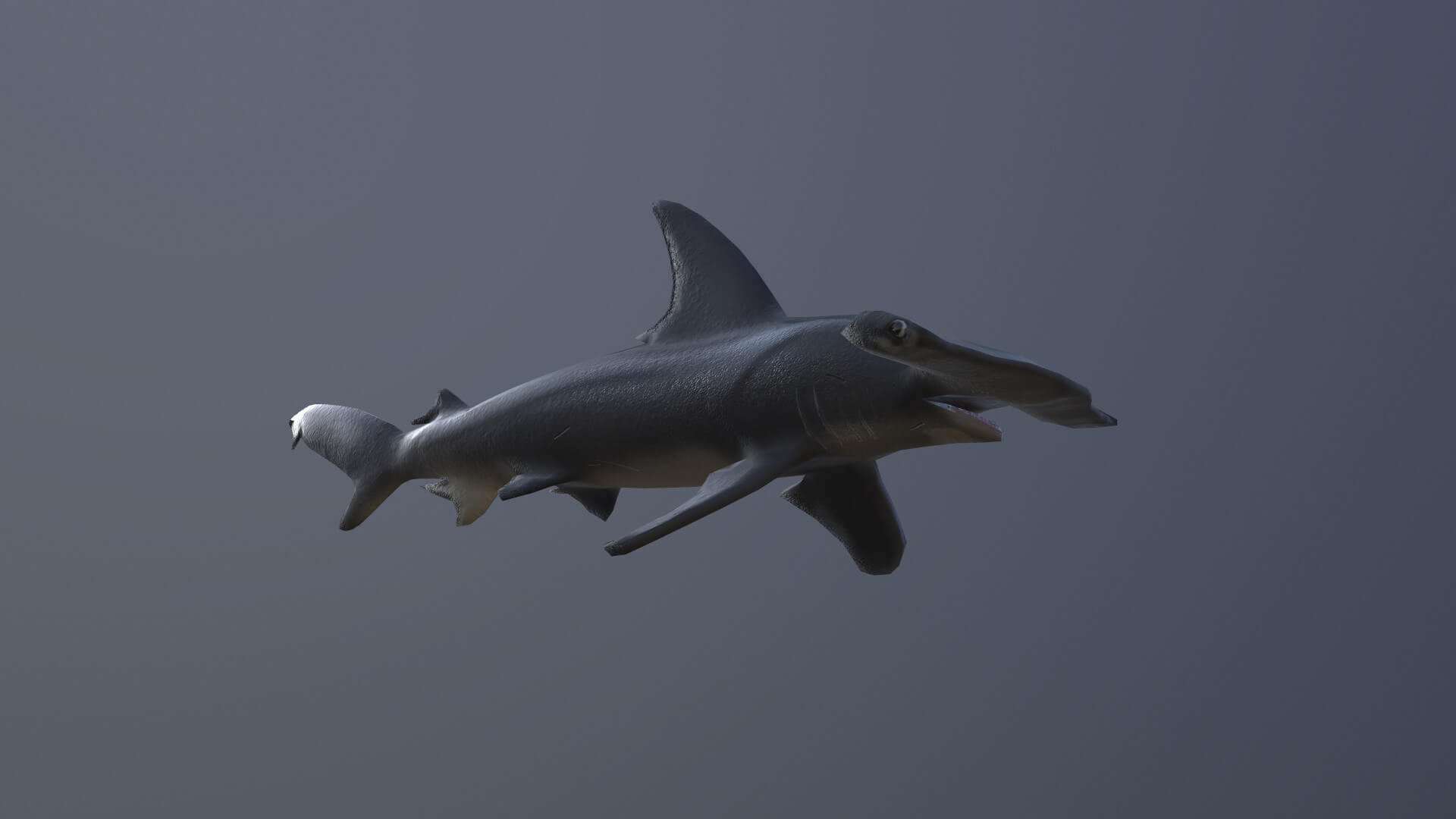 Hammerhead Shark - 3D Model by MadeCG