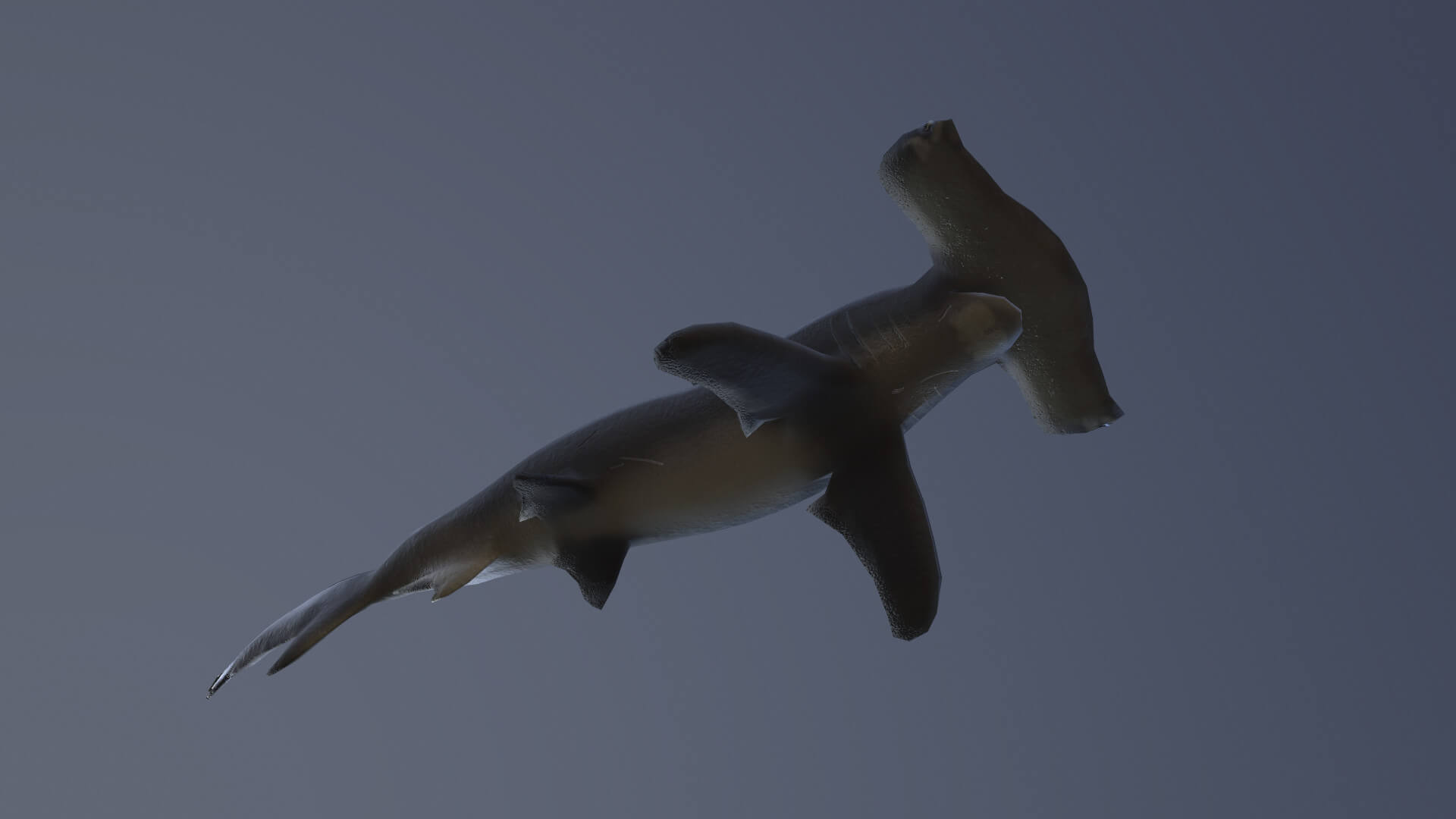Hammerhead Shark - 3D Model by MadeCG
