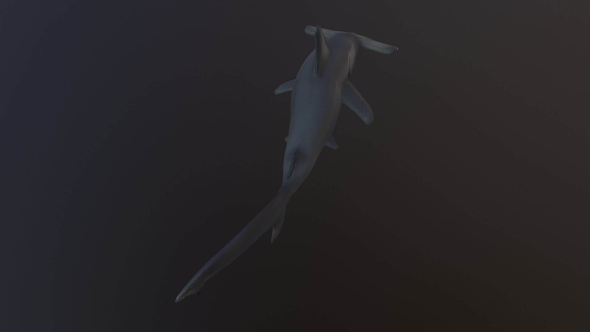 Hammerhead Shark - 3D Model by MadeCG