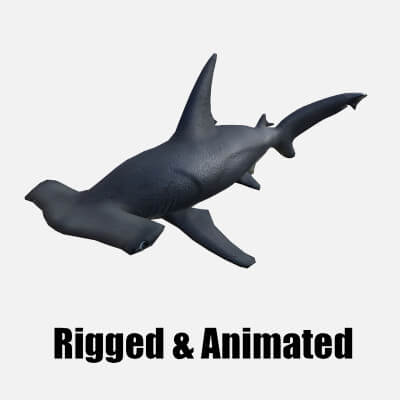 Hammerhead Shark - 3D Model by MadeCG