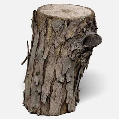 Wood Log - 8K Scan