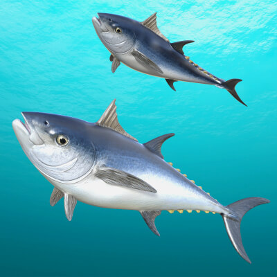 Midnight Deep Sea Tuna