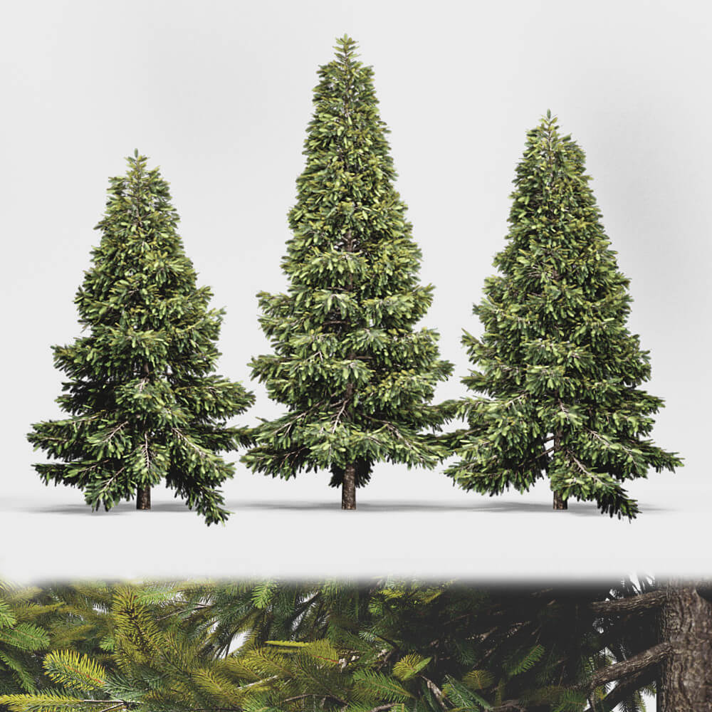 Spruce Tree - 3D Model by mira3d